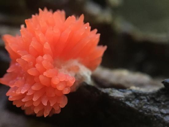 A pink slime mold with distinct columns of sporangia that have formed into a single (sort of spiky) cushion