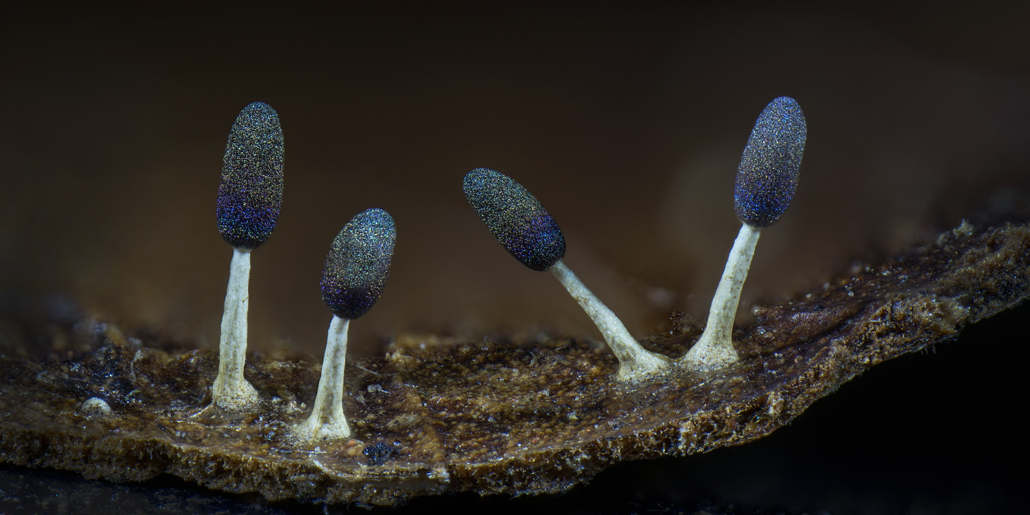 Four fruiting structures, each with a pale white stalk and dark sporangium that has an oil-sheen look to it (rainbowed)