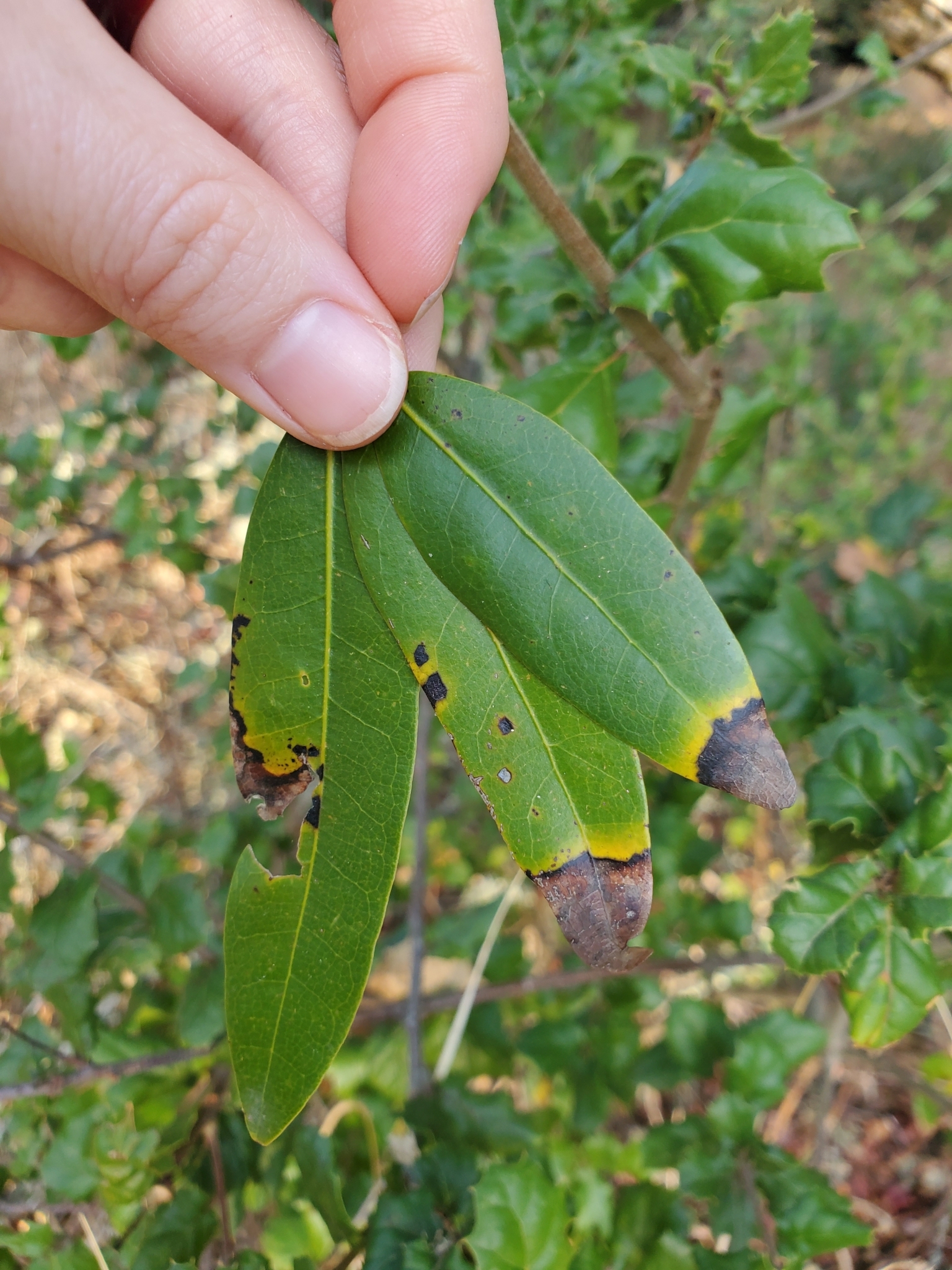 Three bay laurel leaves with dead patches (necrosis). The dead patches are bordered by a yellow (chlorotic) zone. 