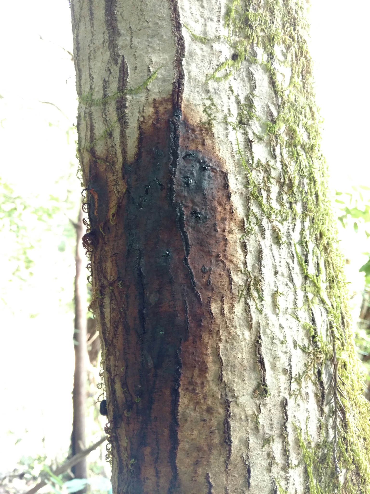 The trunk of a tanoak with a large reddish blotch, oozing a dark liquid from a few places. 