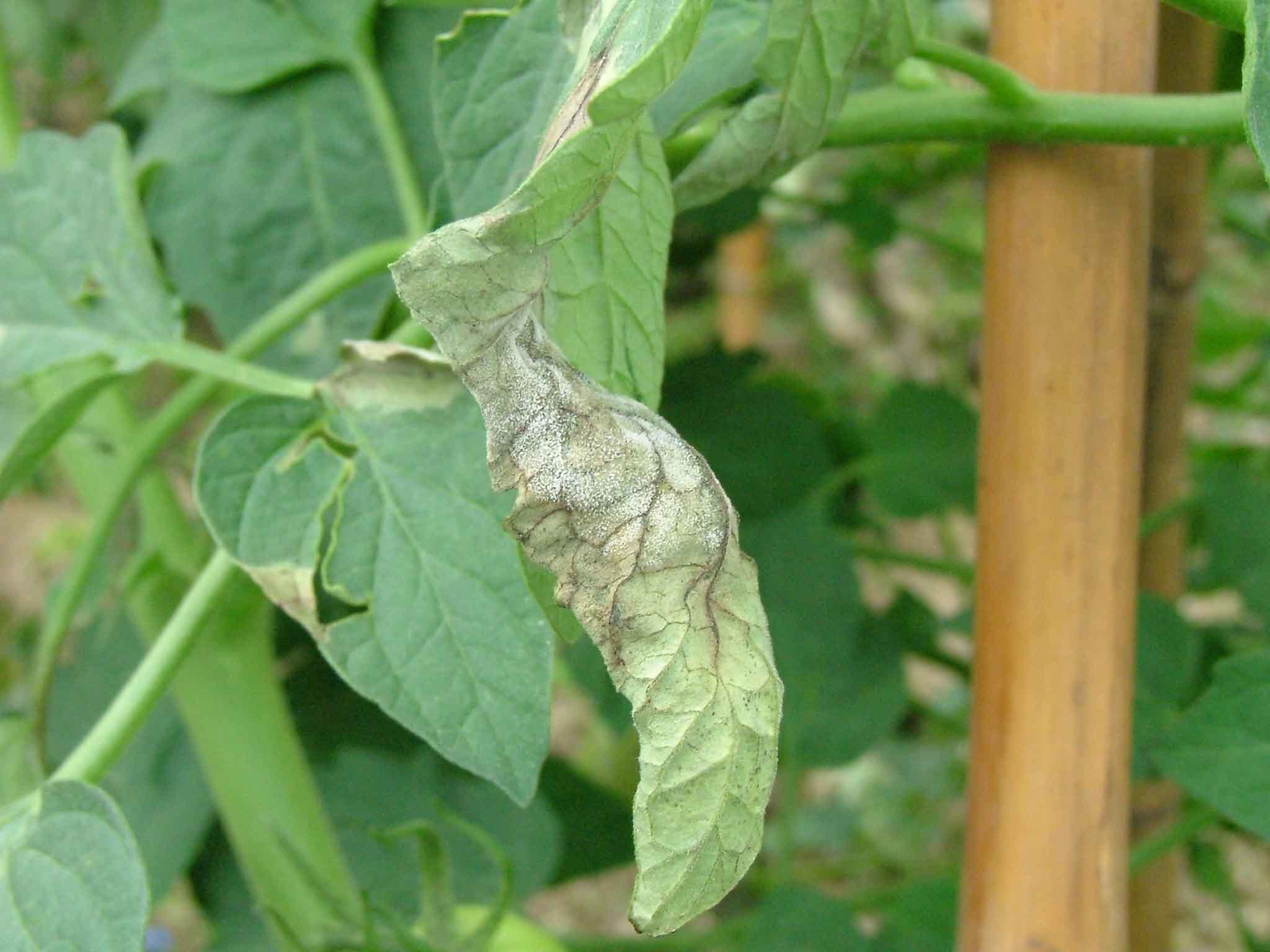 A leaf that is folded over and discolored. There is a mold-like growth on its lower surface. 