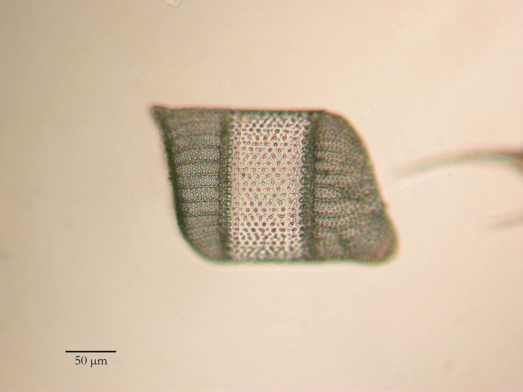 A single diatom frustule, showing an intricate network of holes (pores) that makes it look almost lace-like. 