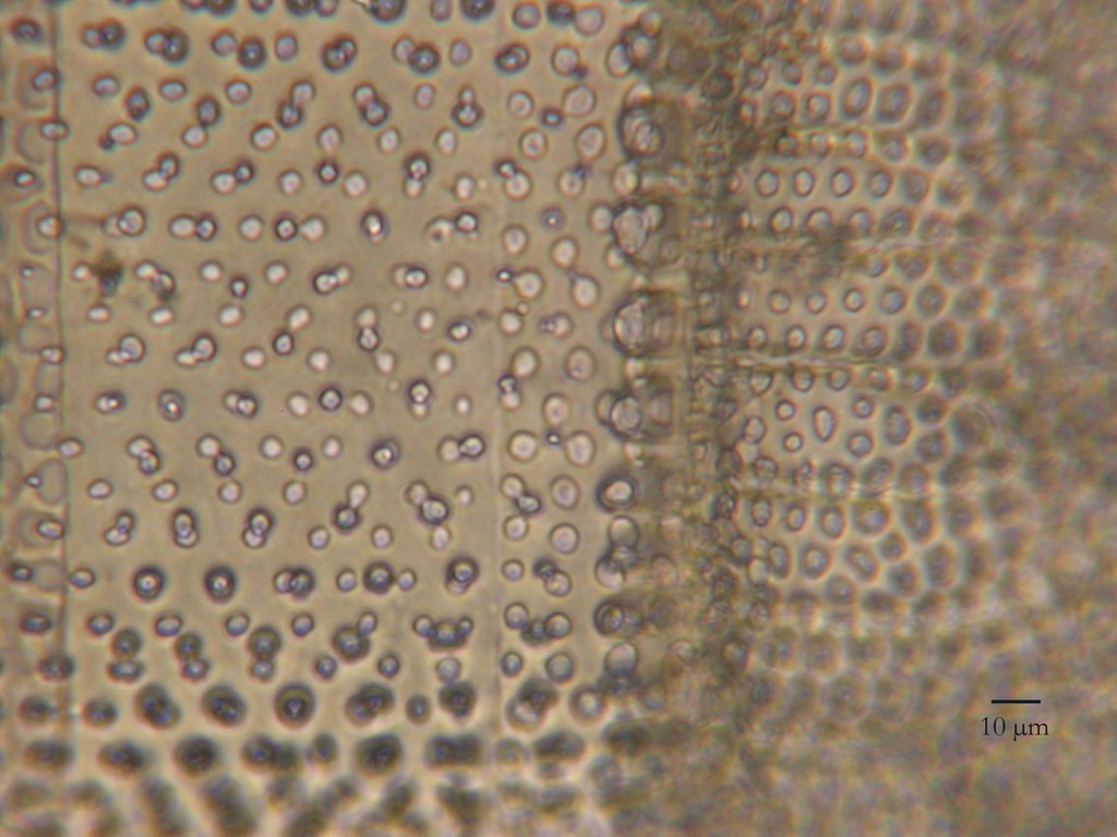 A close-up on the frustule pores of the same diatom. There are multiple layers of frustule, each with a set of pores offset from the other layer.