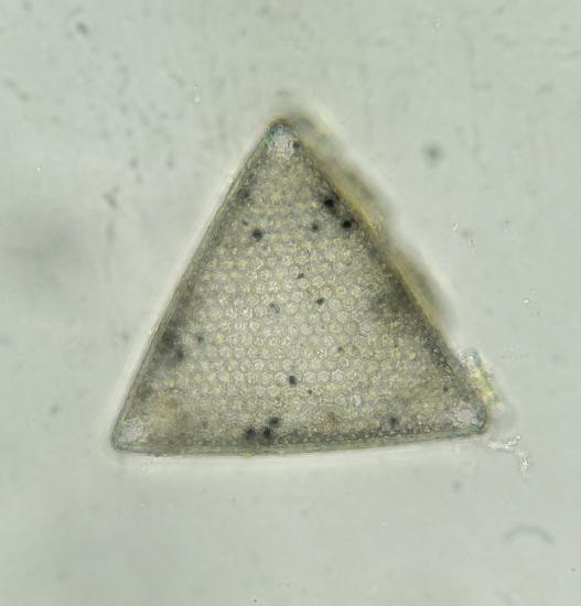 A triangular diatom: you could draw three lines of symmetry through this one