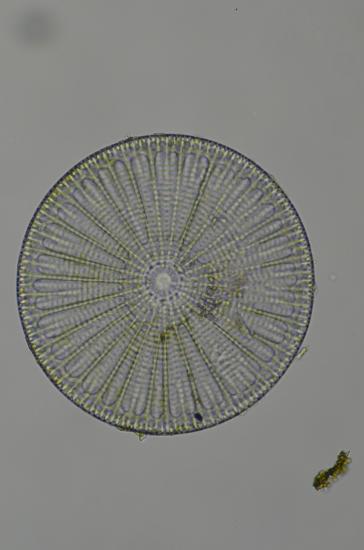 A flat, round diatom. There are many lines of symmetry possible here.