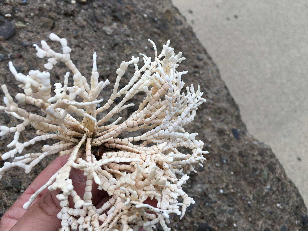 A bone-white algal thallus composed of segments that look like vertebrae. It is branched into a tree-like shape. 