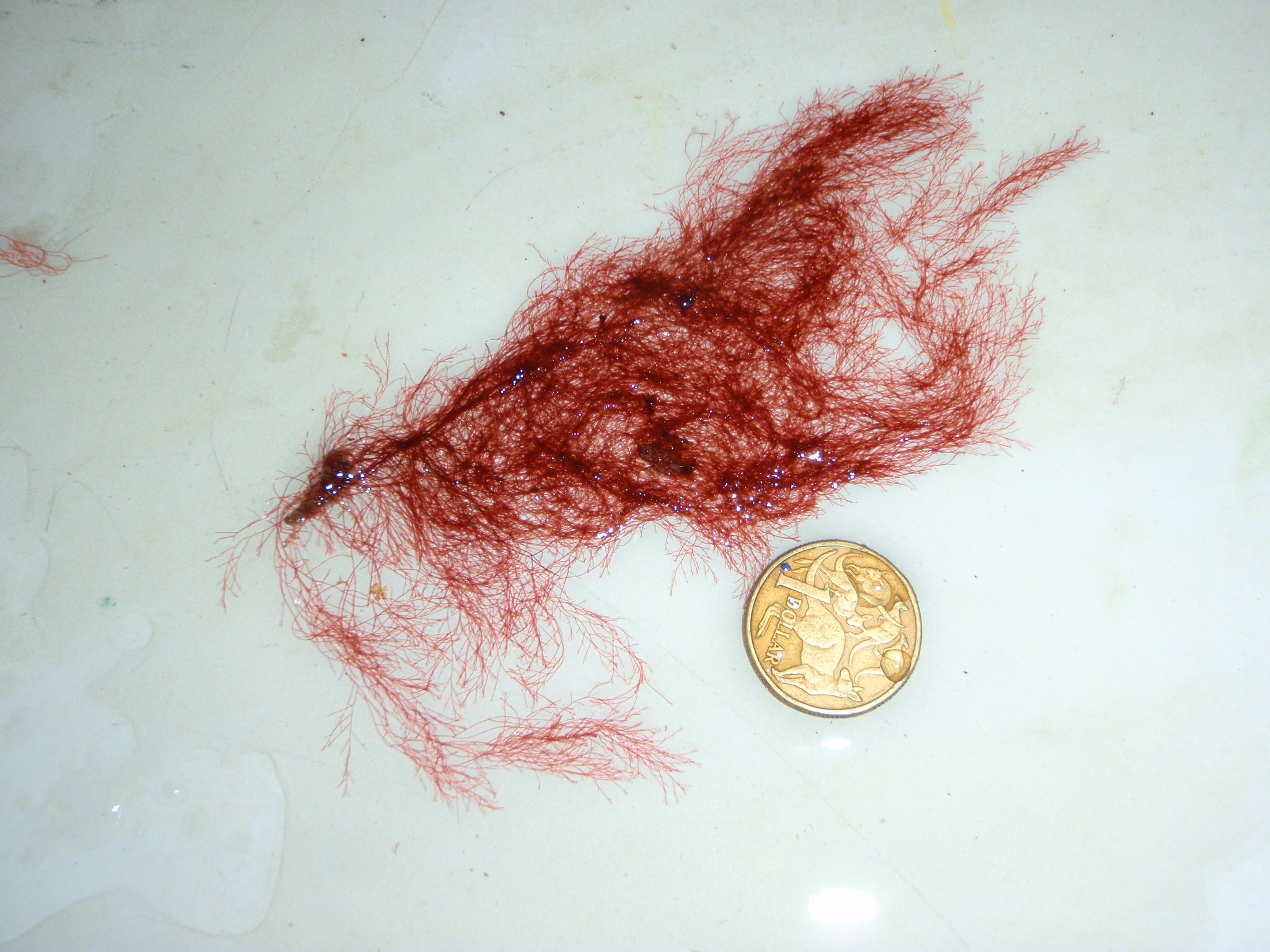 A red algal thallus next to a coin for size. The thallus is perhaps 5x the length of the coin.