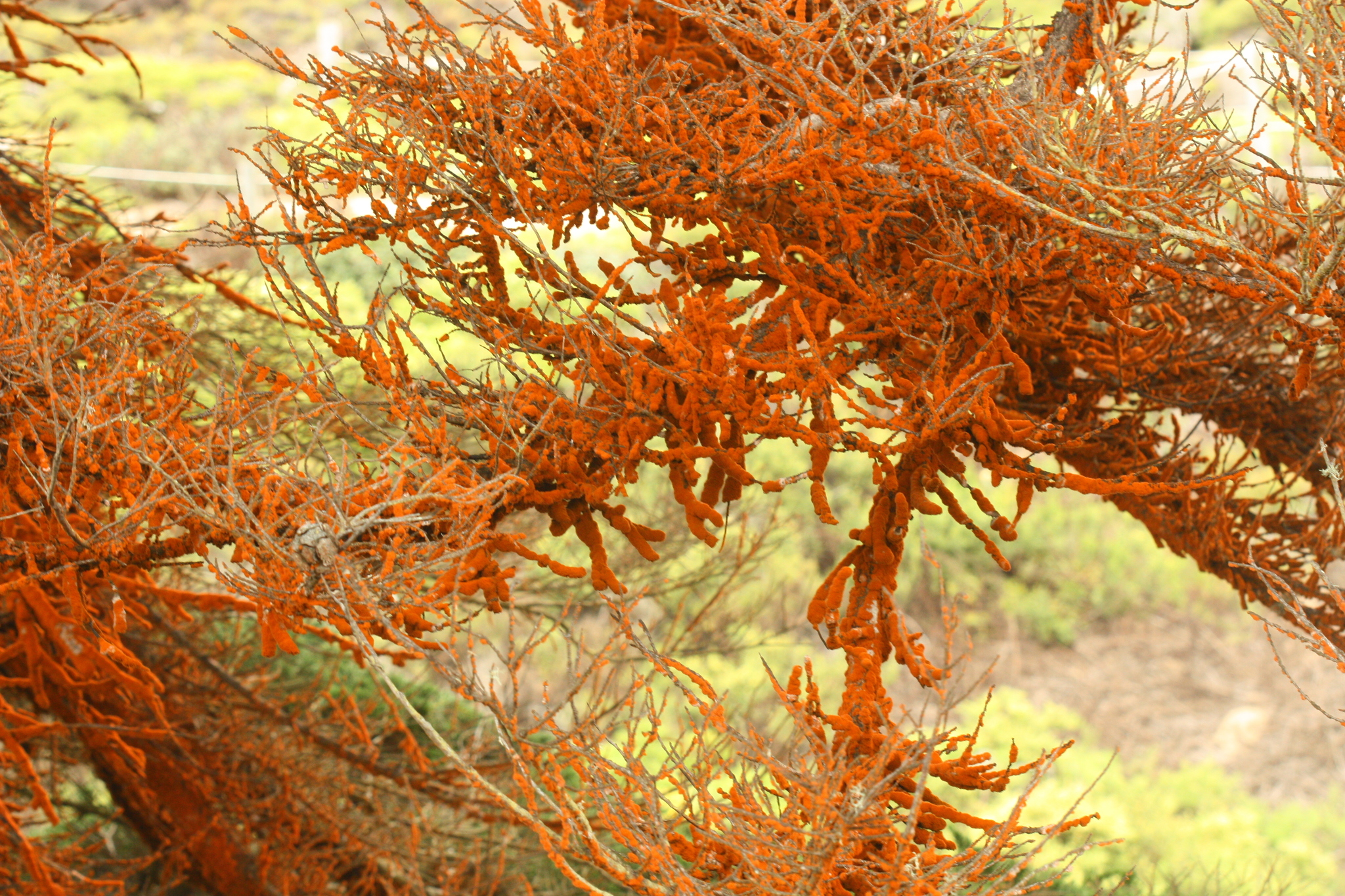 Branches of a tree with no foliage, covered in thick orange fuzz