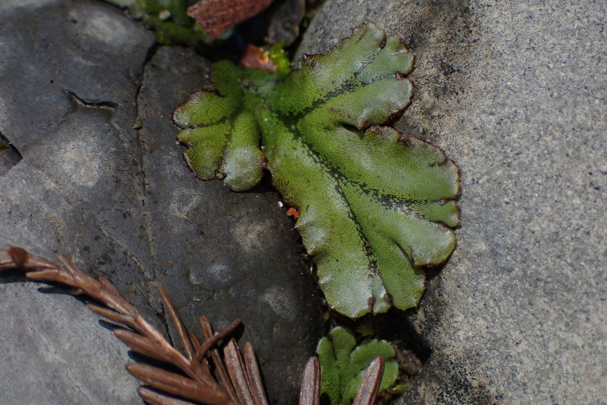 A flat green thallus grows between rounded rocks in what looks like a riparian area