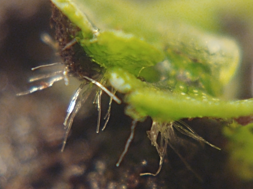 Thin, transparent structures emerge from the underside of a flat, green thallus
