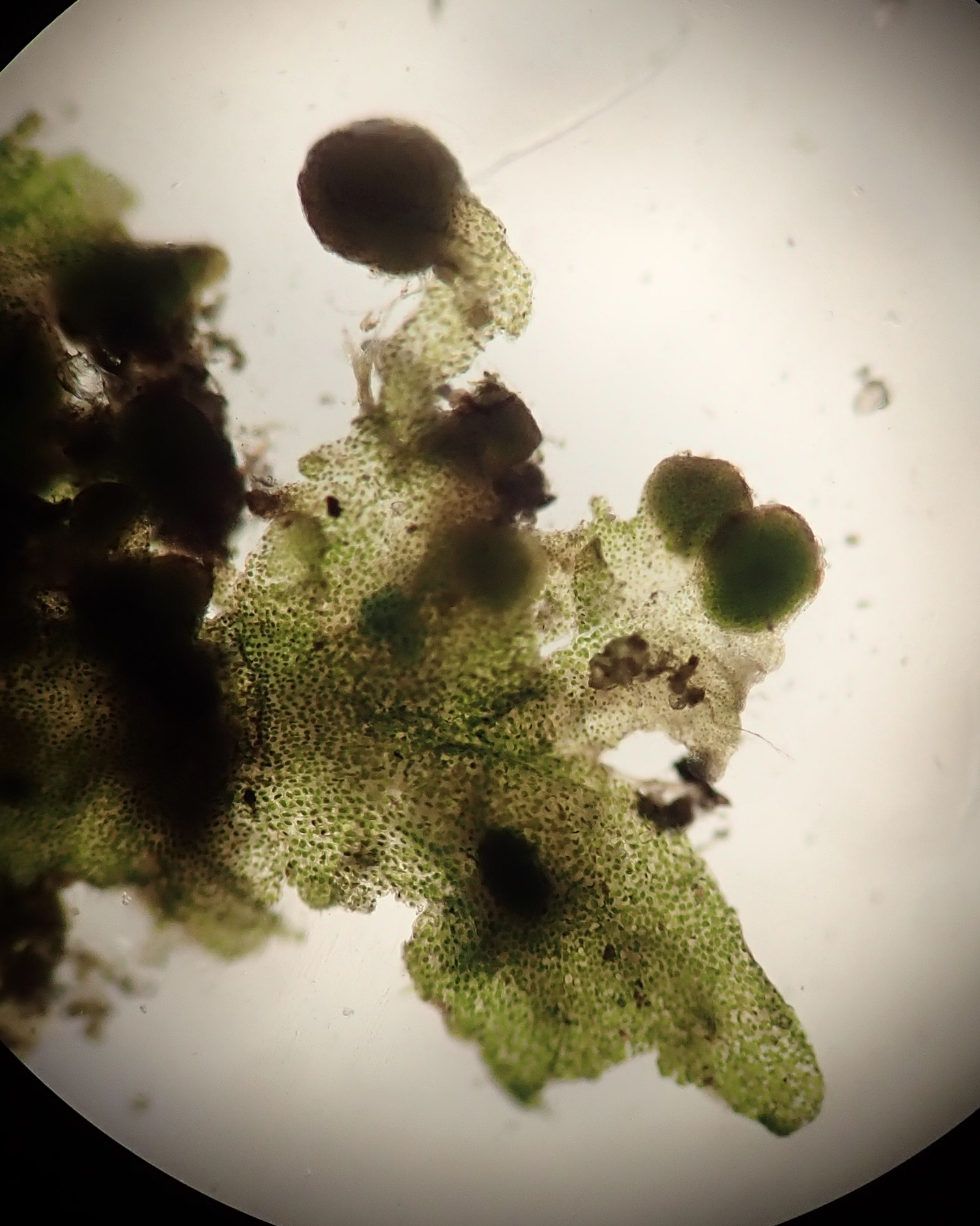 Piece of a thallus viewed under a microscope. The cells of the thallus each have a single, large green plastid, which is the only visible organelle. 