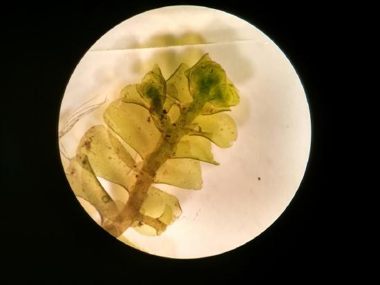 The tip of a leafy liverwort thallus. Leaves are flat and arranged across from each other. 