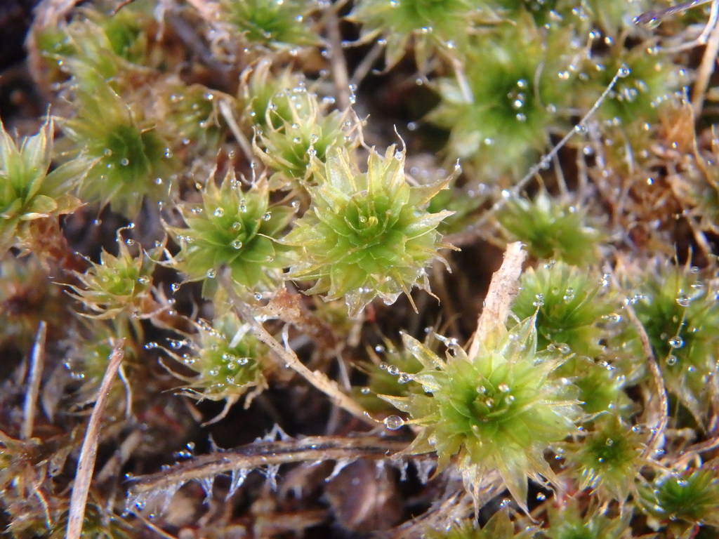 A cluster of moss gametophytes. These have densely packed leaves emerging at all angles.