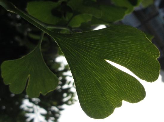 Two fan-shaped green leaves that are broken into two main lobes. The vascular tissue is parallel. 