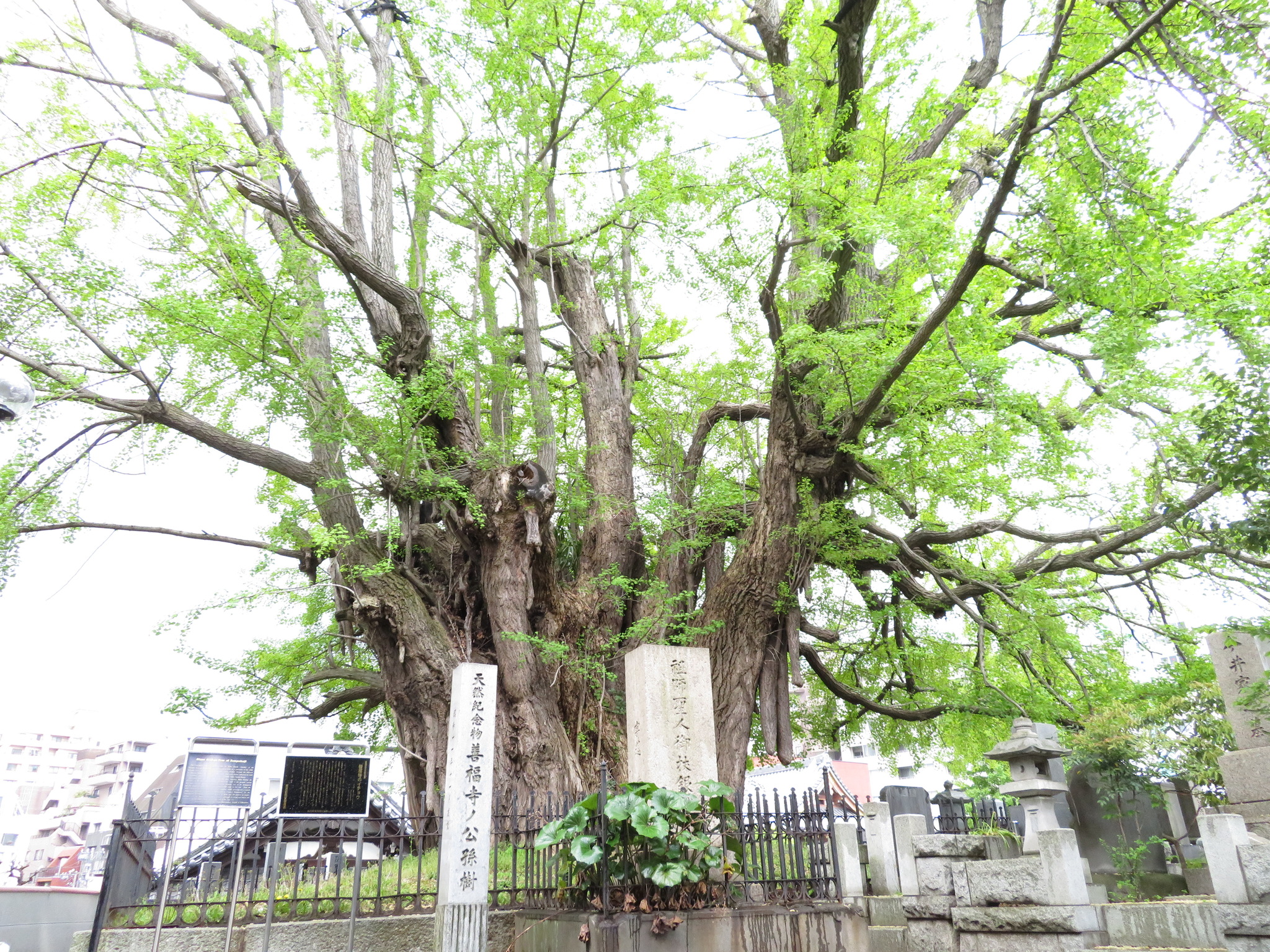 An incredibly large ginkgo tree with a complex trunk structure