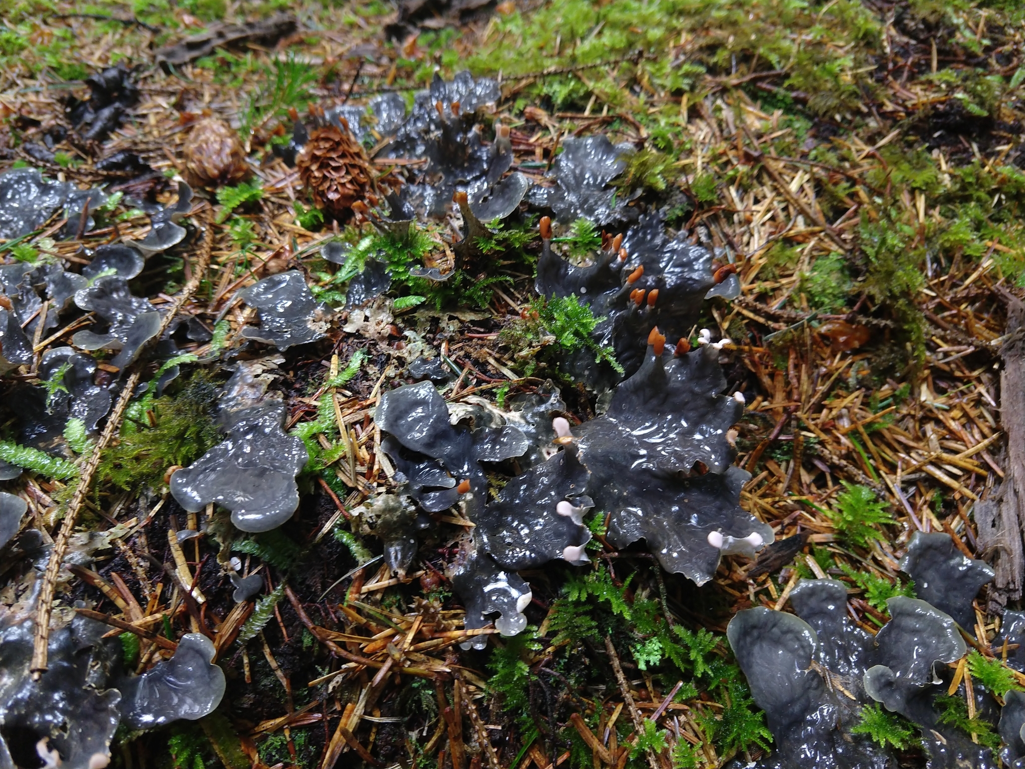 A dark bluish grey lichen growing flat against some moss on the ground