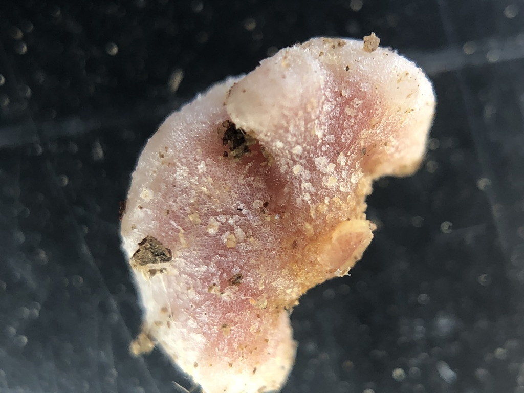 A single pinkish nodule, shaped a bit like a bean, removed from the root system