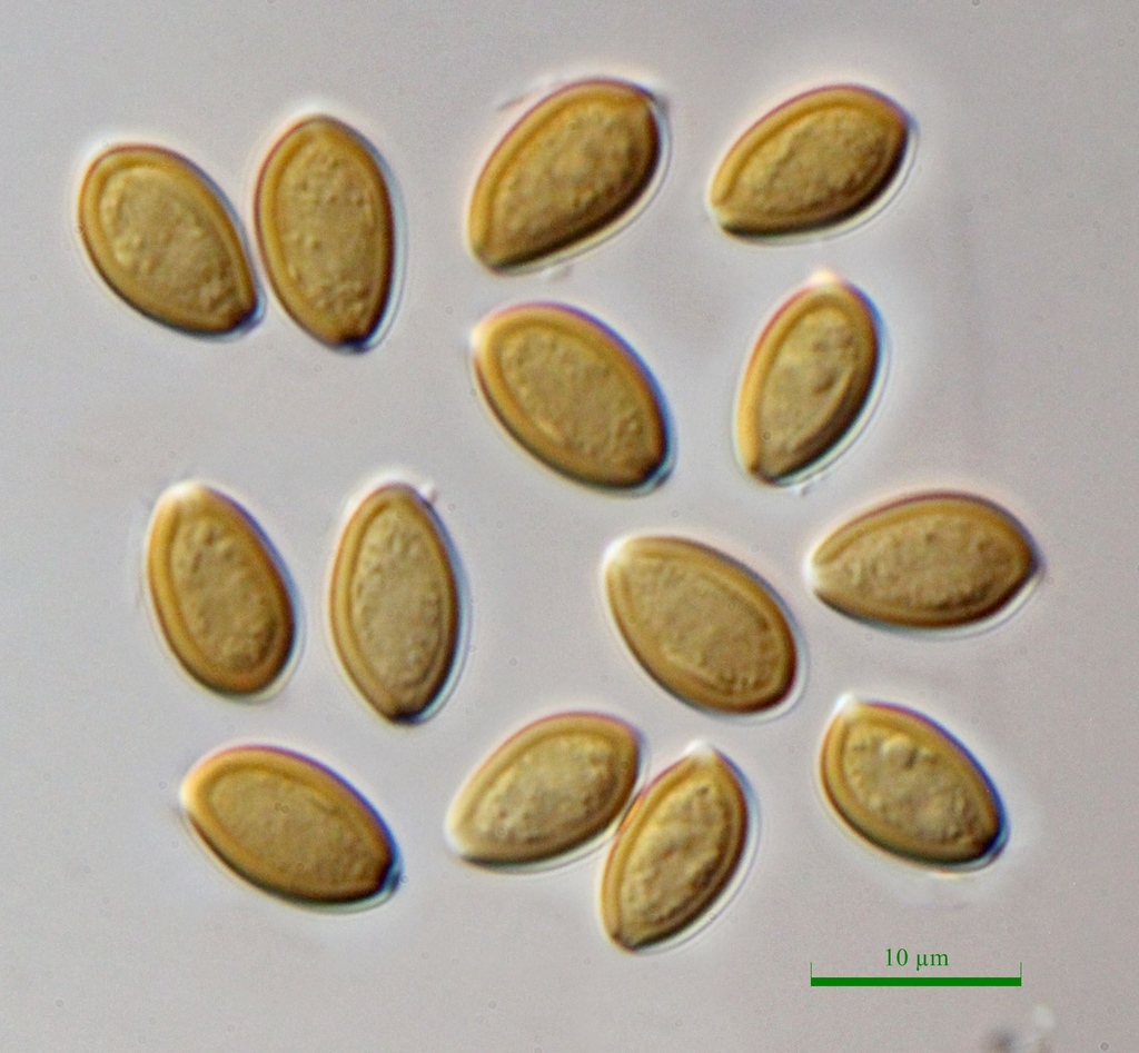 Several brown, smooth, almond-shaped spores