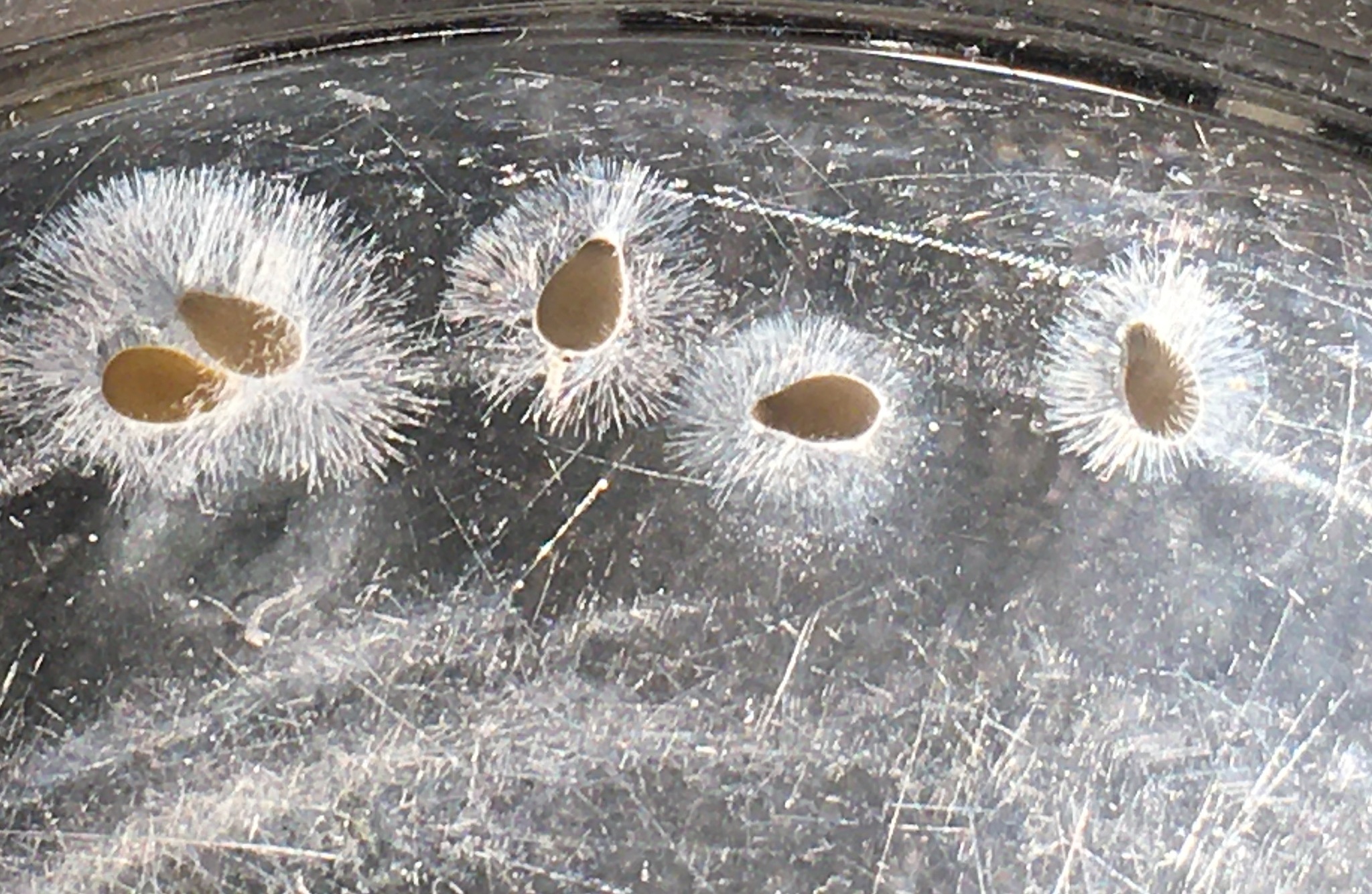 seeds floating in water, covered by fuzzy white hyphae