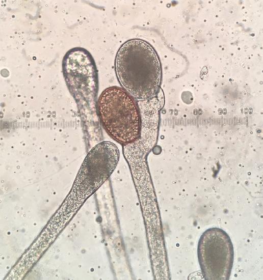 Two sporangia (darker) at the end of a hyphal filament. Where the first is produced, the filament takes a turn, goes around it, and ends by producing the second.
