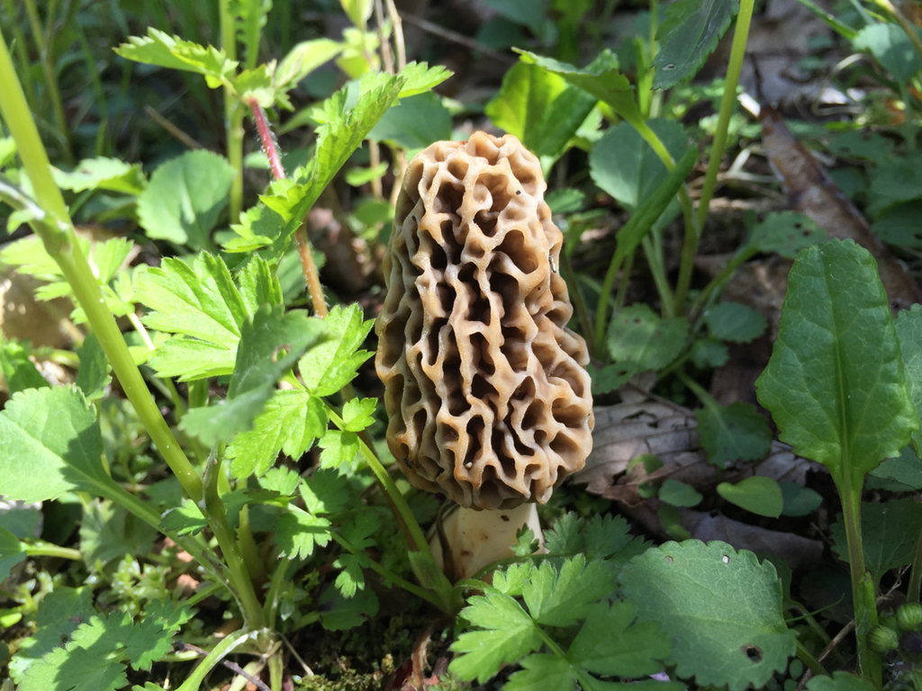A morel - a "mushroom" that forms a highly invaginated cone where spores are produced - growing in a garden