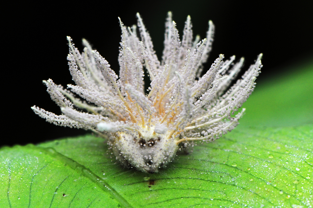 Una araña cubierta con largas proyecciones blancas haciendo esporas