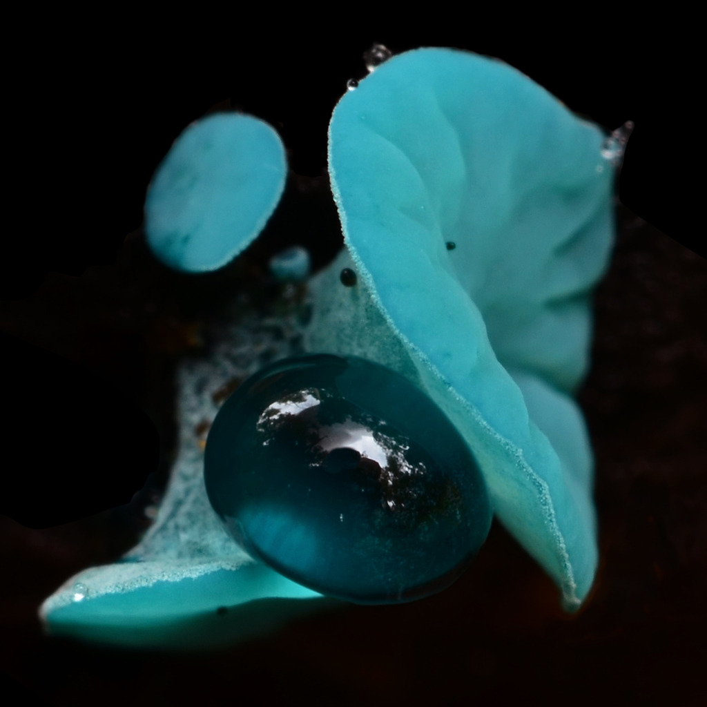 Bright teal, cup-shaped fruiting bodies