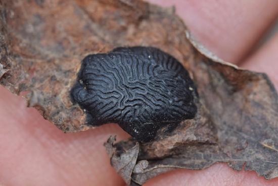 A hard, black lump on a leaf with a maze-like pattern over its surface