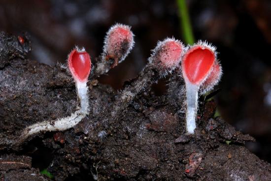 A cluster of bright pink apothecia, almost fully closed, stalked, and covered in fuzzy white hairs