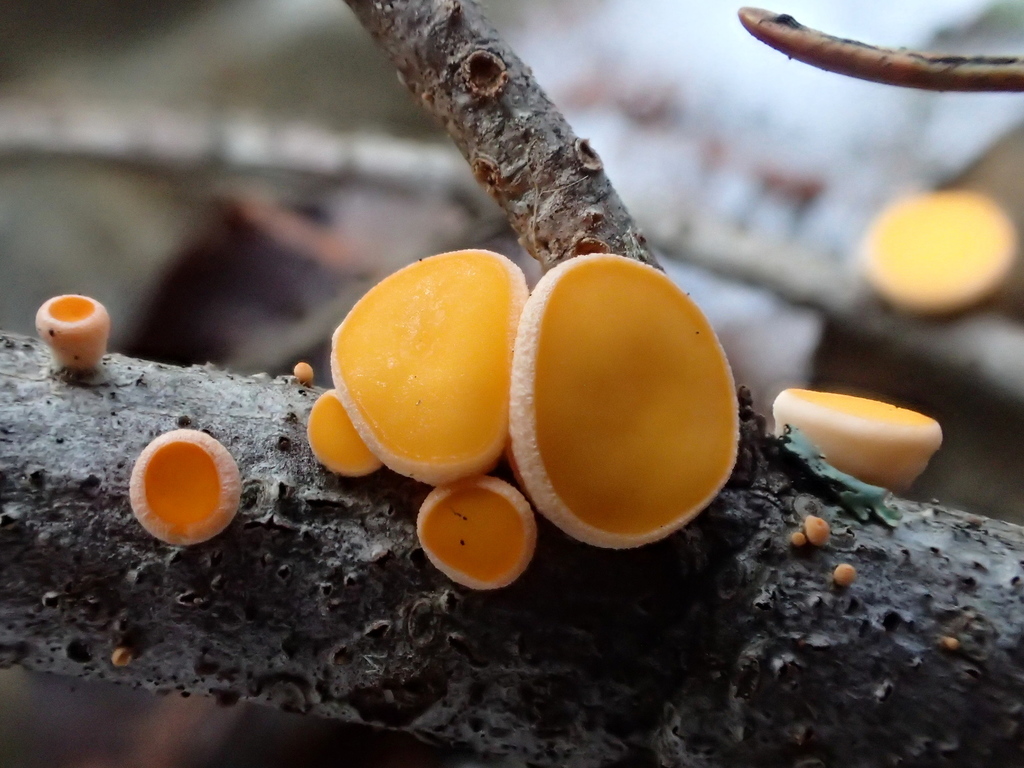 Apotecia plana en forma de disco amarilla que crece en una rama