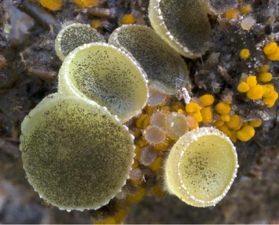 Several yellow jelly discs with black asci visible