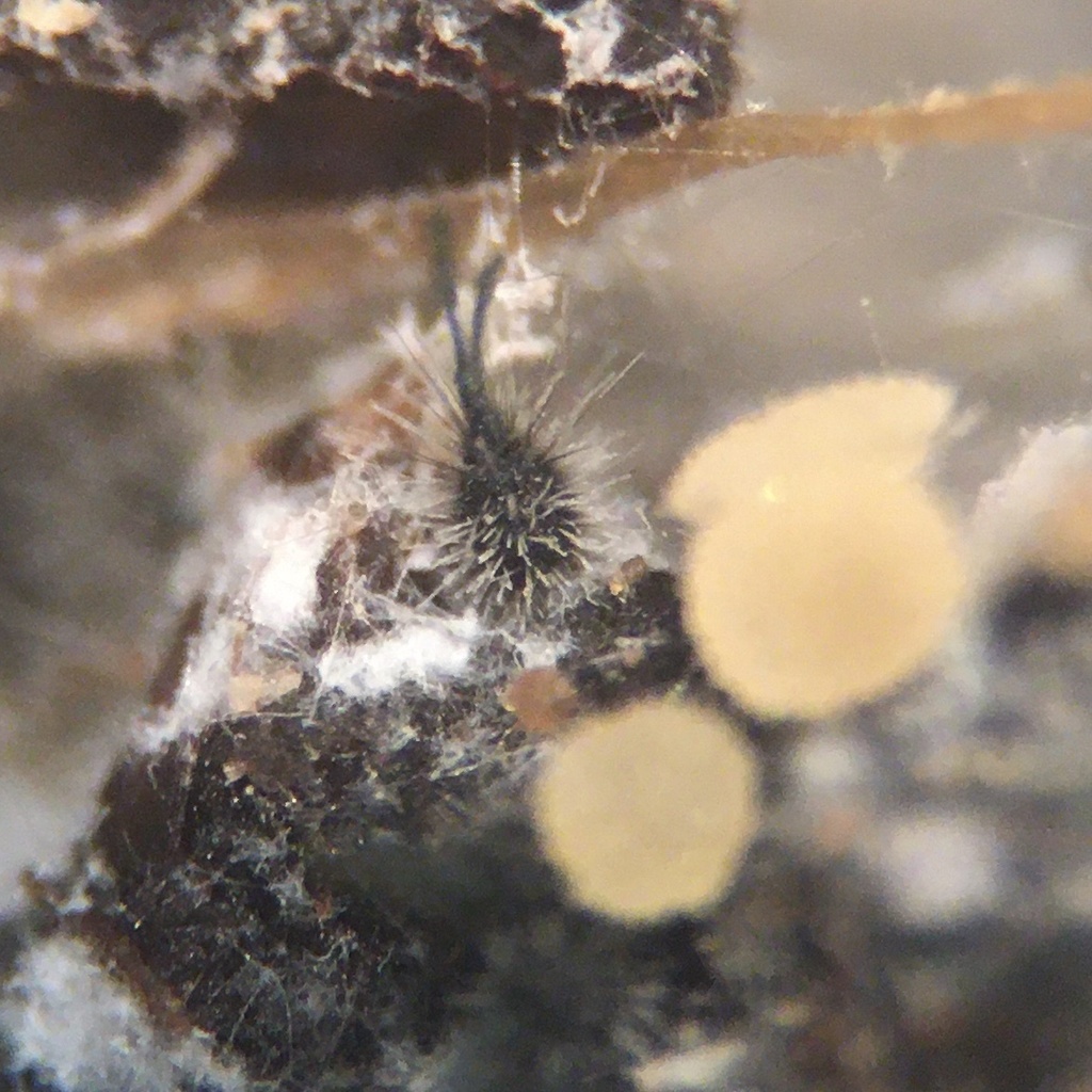 A single, hairy perithecium sits atop its substrate