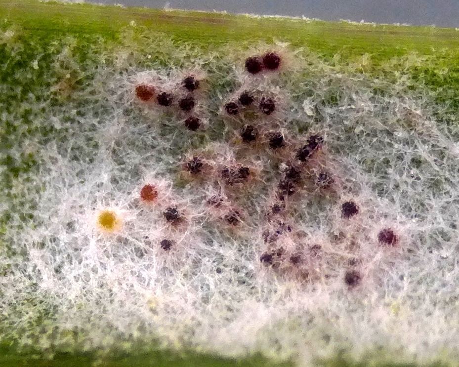 A magnified view of some mycelium on a leaf, showing small spherical stuctures embedded in it. 