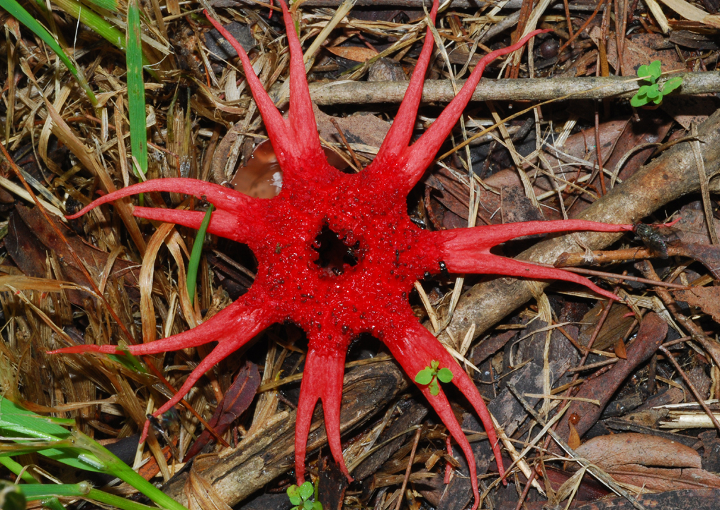 Un hongo rojo en forma de estrella que se extiende por el suelo