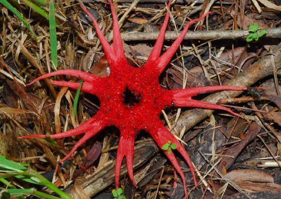 A red, star-shaped fungus spreading across the ground