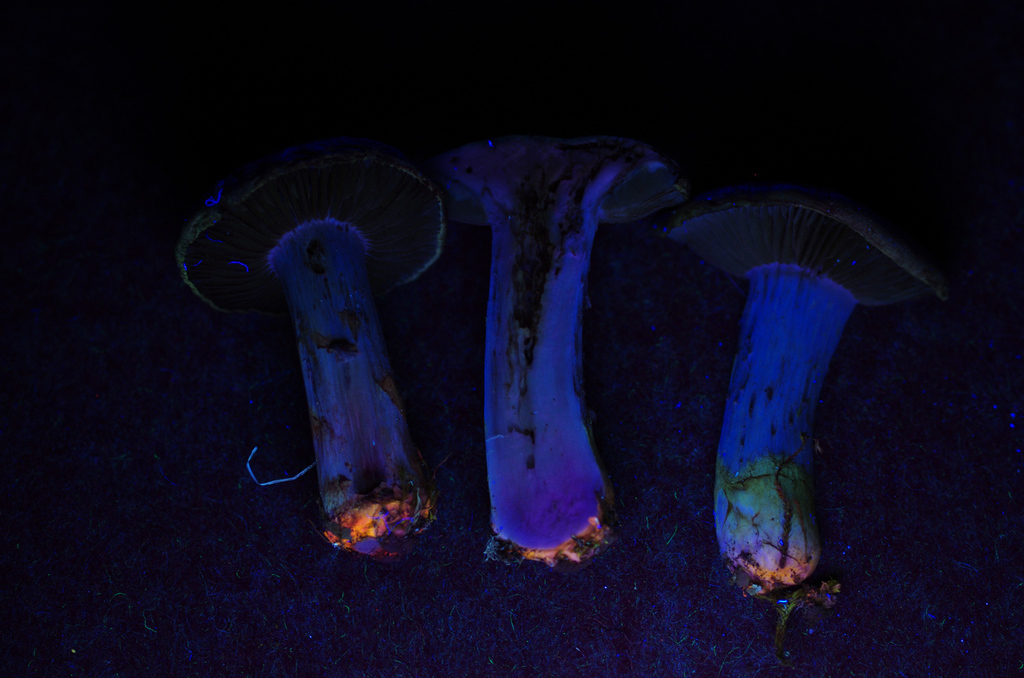 A mushroom viewed under UV light, the bases glowing neon yellow and orange