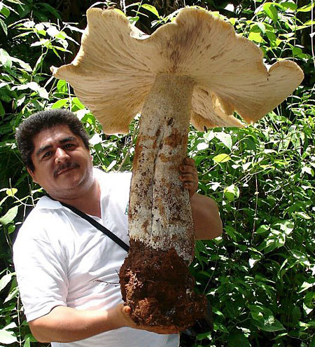 A person holding a mushroom the size of an umbrella