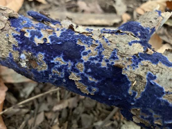 A deep blue, velvety crust on a log