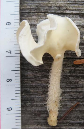 A mushroom with a saddle-shaped cap and a hairy stipe. The underside of the cap is totally smooth.