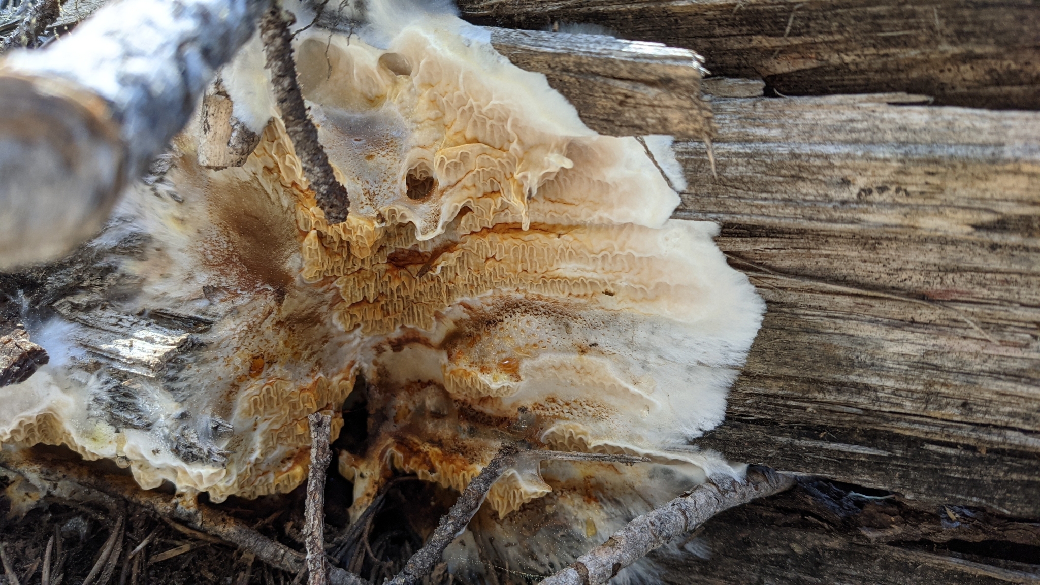 A fungus growing in a flat mat on a log. Part of it is wrinkled and skin-like.