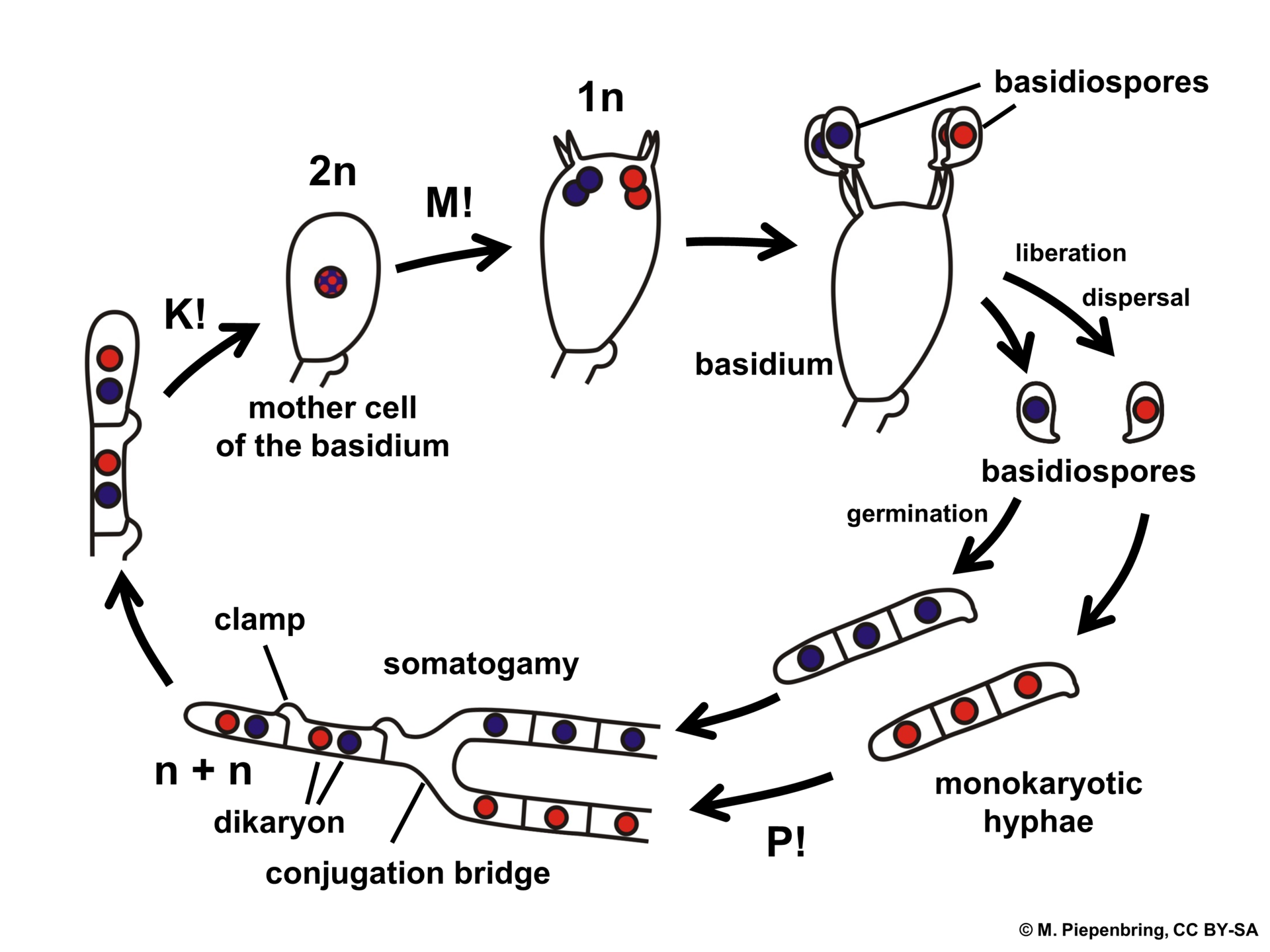 El ciclo de vida general de los hongos en Agaricomycotina