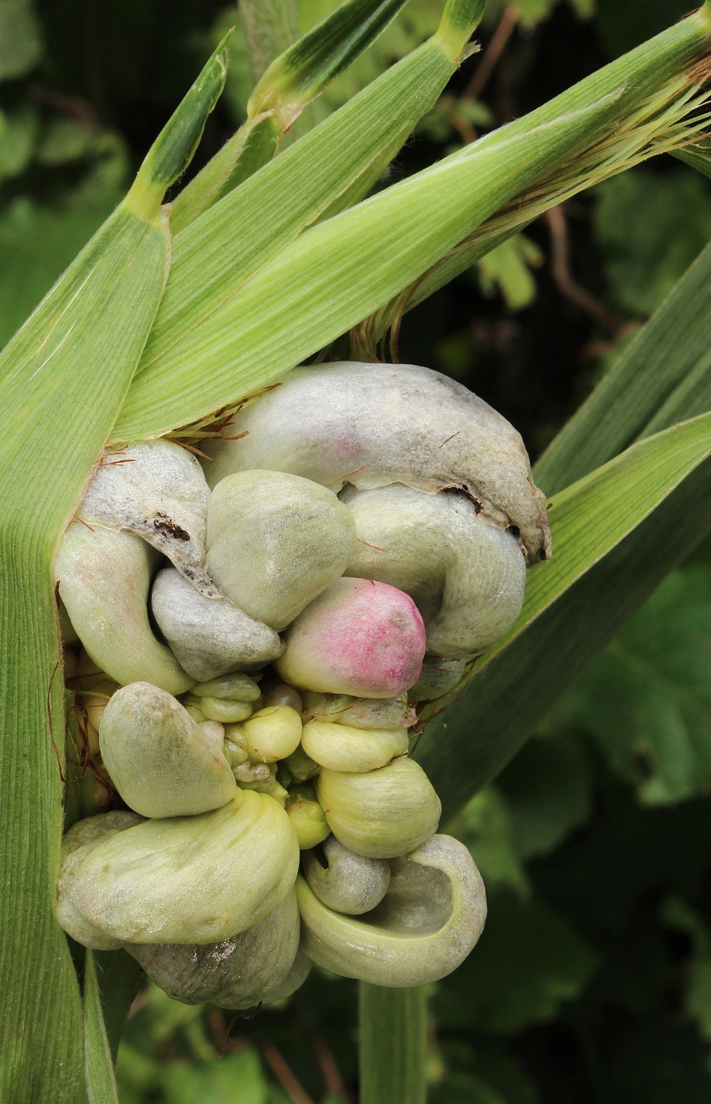 Un revoltijo caótico de estructuras hinchadas de color gris y rosa que emergen de una mazorca de maíz