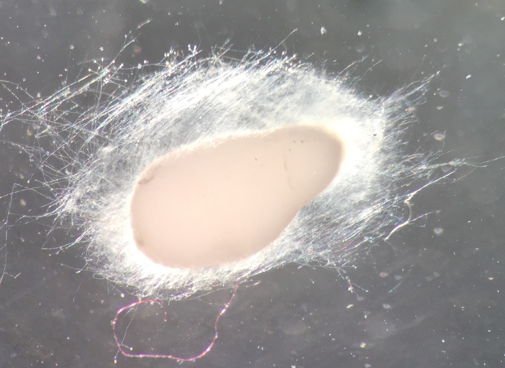 una semilla de sésamo en agua, rodeada de una fina pelusa algodonosa