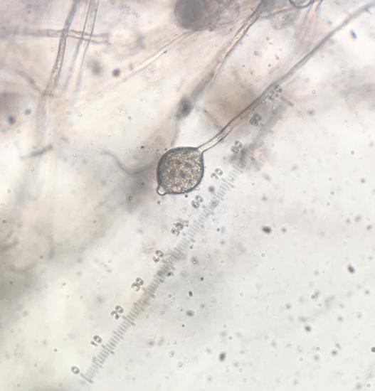 a lemon-shaped sporangium at the end of a hyphal filament. The sporangium appears dark and grainy (full). 