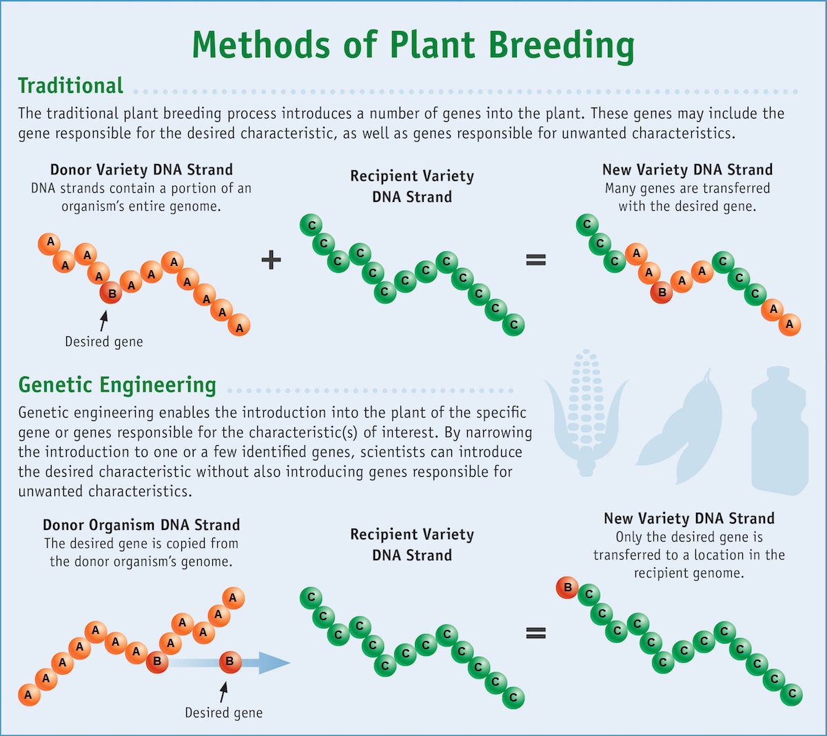 Comparison of traditional plant breeding and genetic engineering