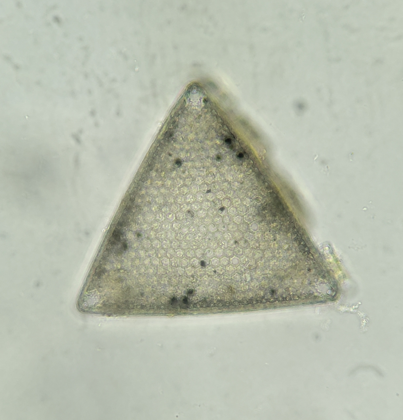 Una diatomea triangular: podrías dibujar tres líneas de simetría a través de esta