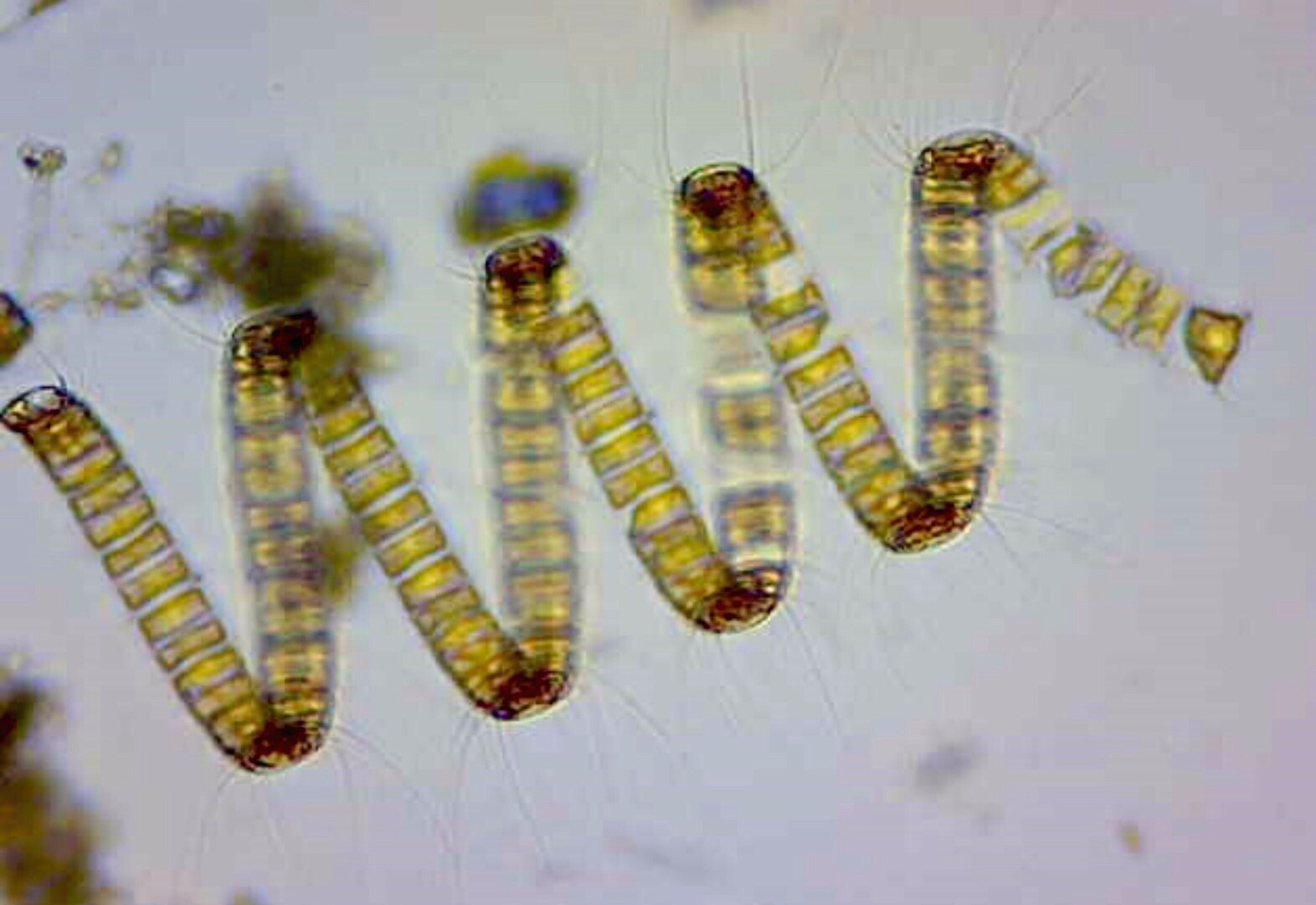 Muchas diatomeas se apilan juntas en una columna que se forma en espiral