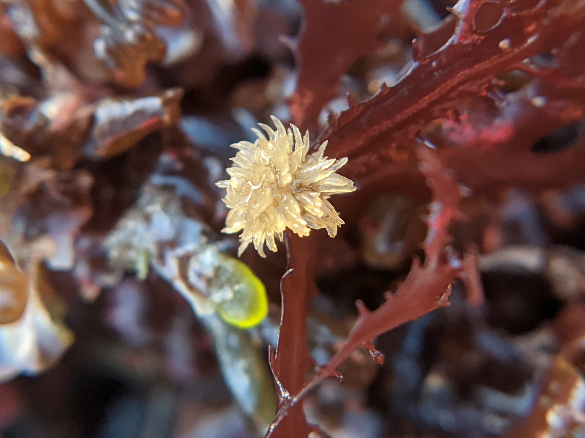 Una alga pequeña, estrellada y pálida crece unida a una alga más grande de color rojo oscuro