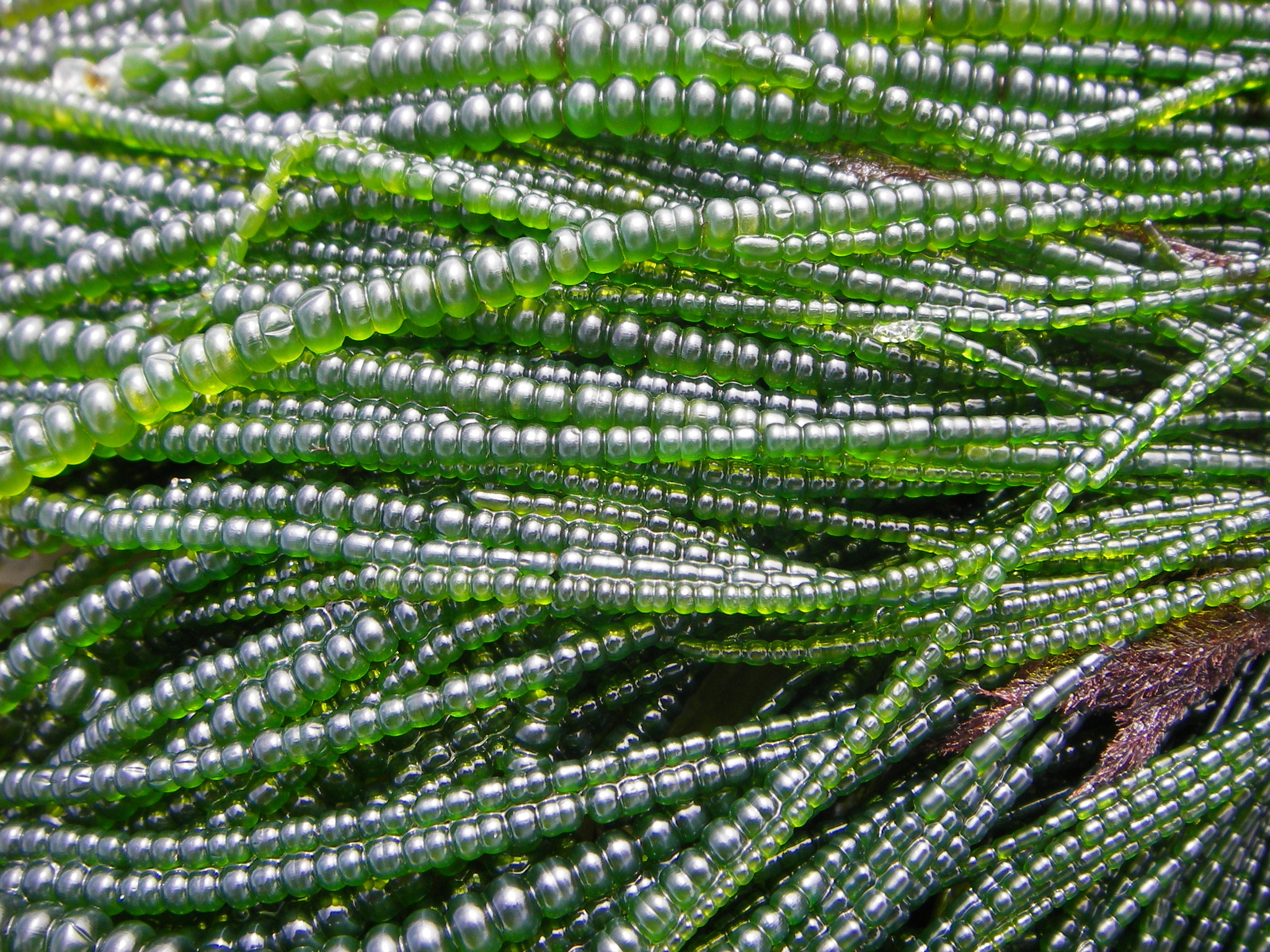 Cuerdas de algas de aspecto blanquecino, de color verde brillante, en forma de cuentas, apiladas una encima de la otra.