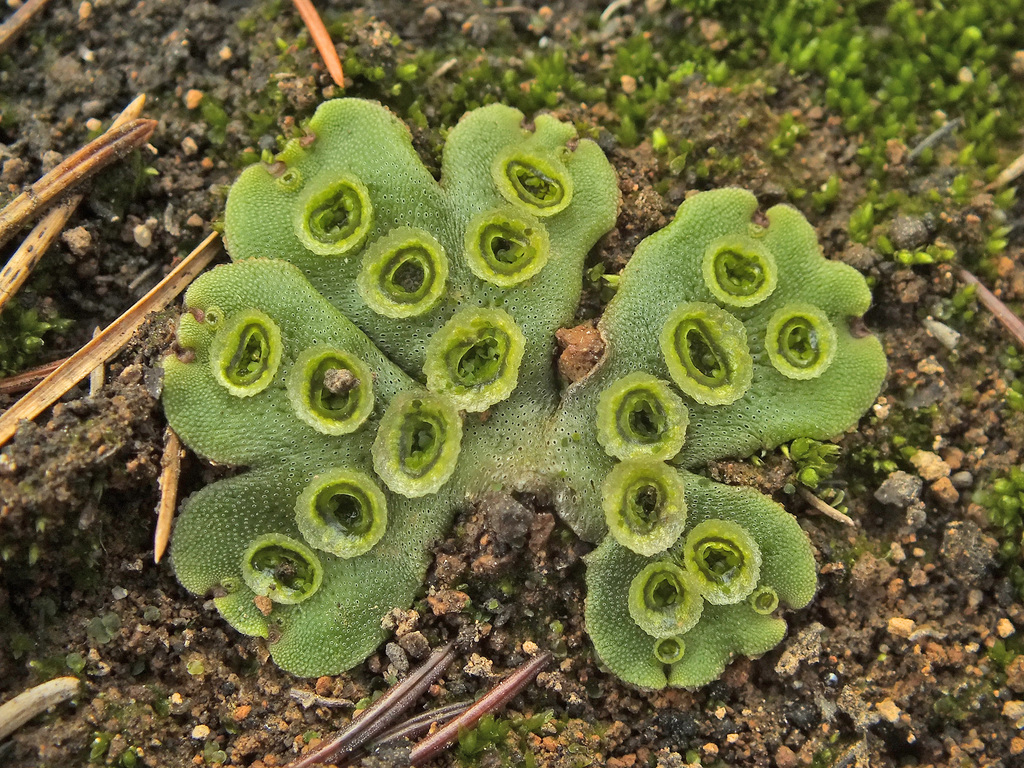 Una hepática taloide, plana contra el sustrato. No tiene estructuras parecidas a hojas, y se parece más a un tapete verde.